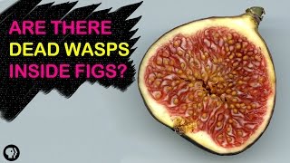 Are There Dead Wasps In Figs  Gross Science [upl. by Yodlem]