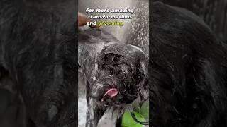 Schnoodle Transformation😍🐾  Watch the Magic Unfold youtubeshorts pets beforeandafter dogs [upl. by Brightman]