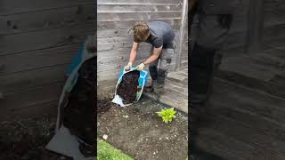 Bark mulch in borders gardening uk lawncare lawn garden lawnmaintenance [upl. by Benil]