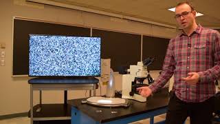 Petrographic Microscopy  thin sections demonstration [upl. by Kenzie]