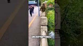 The Magical MonkeyRun 7km Daily for a Special Meal shortsviral shortsfeed shortsvideo shorts [upl. by Odirfliw]