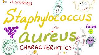 Staphylococcus aureus Characteristics  Microbiology 🧫 amp Infectious Diseases 🦠 [upl. by Andrade433]