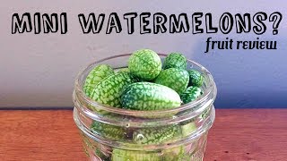 Cucamelon Review  Pickle recipe mouse melon  Weird Fruit Explorer Ep 231 [upl. by Denman428]