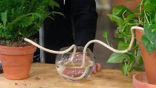 SelfWatering Plant Hack  Plant Doctor Hilton Carter [upl. by Yesmar]