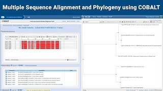 Multiple Sequence Alignment and Phylogeny using COBALT [upl. by Leverick]