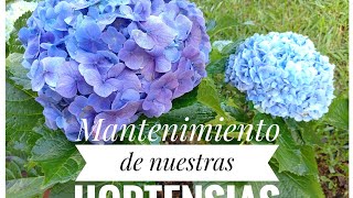 Cuidados y mantenimiento de mis plantas de Hortensias [upl. by Ylrebmek]