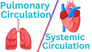 Circulation Difference between systemic circulation and pulmonary circulation heart drnajeeb [upl. by Ennaylil]