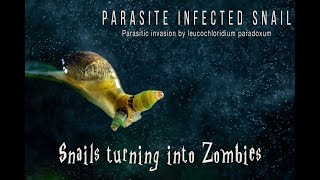 Snails turning into Zombies  Parasite Infected Snail  Leucochlrodium paradoxum parasite invasion [upl. by Labotsirc]