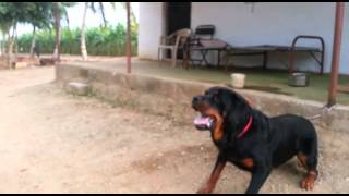 Rottweiler dog attacks man in India [upl. by Alyehs10]