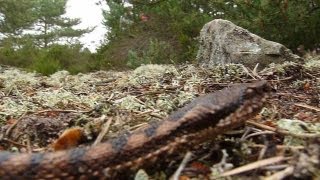 Grosse vipère aspic en forêt de Fontainebleau [upl. by Ondrej]