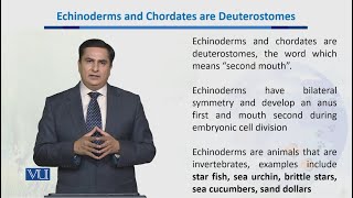 Echinoderms amp Chordates are Deuterostomes  Biodiversity amp EvolutionII  BT201Topic045 [upl. by Ardella]