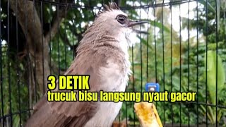 trucuk gacor ngalas full suara alam AMPUH buat pancingan jadikan trucuk malas bunyi jadi gacor [upl. by Silvie]