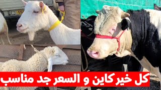 متوفر للبيع مجموعة من الأبقار و نعجات مع خرفان صغار و راهم دافعين و معزة مع جدية صغيرة كلش واضح شاهد [upl. by Gnaoh]