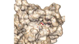 CuZn Superoxide Dismutase SOD1 [upl. by Lomasi491]