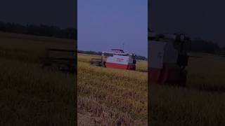 Yanmar aw 70gv power of combin harvest ✊⚡⚡youtubeshorts shorts shortsfeed yanmar [upl. by Ahslek]