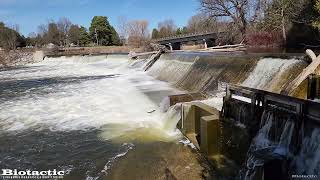 Steelhead jumping at the Maple Hill Dam [upl. by Elyr525]