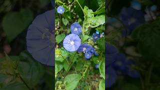 Blue cluster vine climbing plant small blue flowers [upl. by Enyamrahs694]