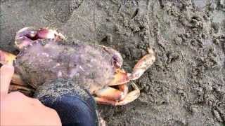 HOW TO CATCH DUNGENESS CRAB IN SAN FRANCISCO [upl. by Gram]