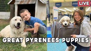 Great Pyrenees Puppy Livestream  And an update on our son Jackson [upl. by Donal]