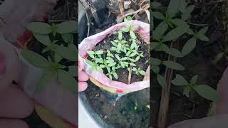 marigold new plant 🌱👍youtubeshorts shorts ytshors garden plants [upl. by Ramas]