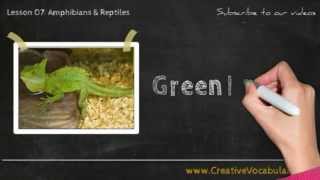 Amphibians amp Reptiles Vocabulary Picture Video Lesson  Learn List of Amphibians amp Reptiles  2 [upl. by Learsi]