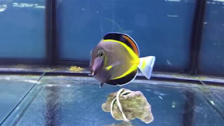 acanthurus japonicus [upl. by Arakal857]