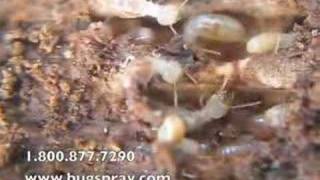 Termites in nest up close [upl. by Rohpotsirhc569]