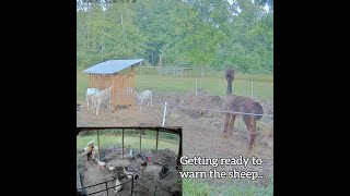 Alpaca Guarding Sheep from Coyote [upl. by Filomena]