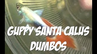 Guppys Santa Claus Dumbos [upl. by Rot]