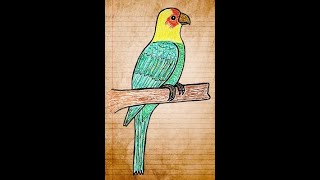 Carolina Parakeet Song [upl. by Kina]