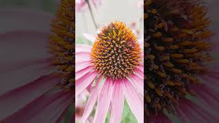 coneflower [upl. by Aicen]