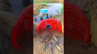 Survival Skills SIMPLE and USEFUL with PVC Fish trap survival shrots camping bushcraft skills [upl. by Amorita]