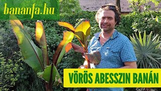 Miért szeretjük az Ensete ventricosum Maurellit a vörös abesszin banánt [upl. by Acinet]