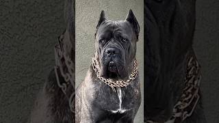 cane corso best large breed shorts canecorso doberman presacanario guarddog mastiff repost [upl. by Abate265]