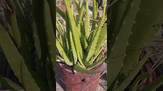 How to propagate Aloe vera🌿shorts aloevera youtubeshorts propagation [upl. by Leasa]