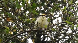 Red fronted Barbet at Naro Moru [upl. by Aicilef]