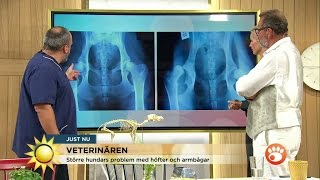 Veterinären Så kan du upptäcka din stora hunds ledproblem  Nyhetsmorgon TV4 [upl. by Dymoke636]