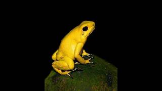 Most beautiful yellow frog shorts interestingfacts [upl. by Ellirehs335]