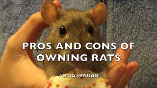 Pros and Cons of Fancy Rats as Pets  Audio version [upl. by Aneeres320]