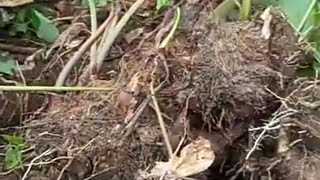 Ivo Arrey Mbongaya on ecofriendly cocoyam farming model [upl. by Maressa]