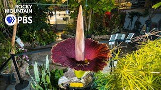 The science behind a corpse flower [upl. by Norre]