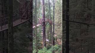 Capilano treetop adventure [upl. by Yragerg]