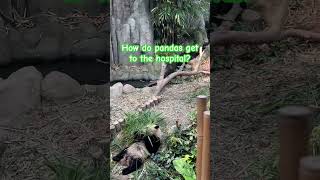 How do pandas get to the hospital panda pandasong dadjokes funny shorts [upl. by Nylirak]