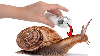 Why Do Snails and Slugs Die From Salt [upl. by Alrak]