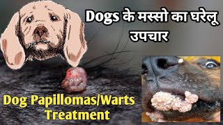 Canine Papilloma VirusWarts symptomsampTreatment at HomedogwartsDogloverdoguniquecafe [upl. by Churchill]