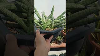 Sansevieria Cylindrica Boncel Mother plant and leaf propagation update plantpropagation [upl. by Mutat859]