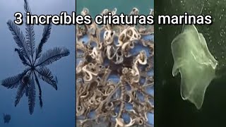 3 Extrañas Criaturas Marinas que probablemente No Conocías [upl. by Schober481]