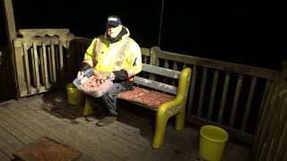 Nov 8th Wednesday Night  Raccoons brave the cold before the Snow [upl. by Garcon678]