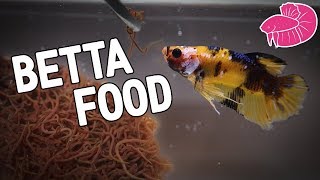 Live Fish Food  California Blackworms Culture For My Bettas [upl. by Anawt274]