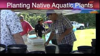 Planting Native Aquatic Plants [upl. by Preston]